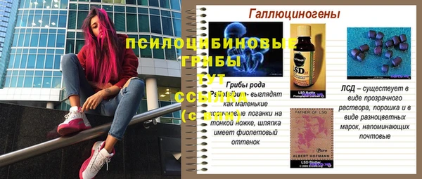 гашик Карпинск